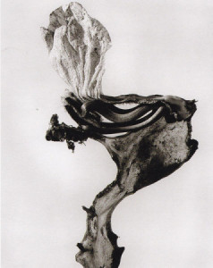 joan-fontcuberta-guillumeta-polymorpha