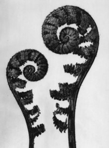 karl-blossfeldt-aspidium-filixmas-common-male-fern-young-unfurling-fronds-4x